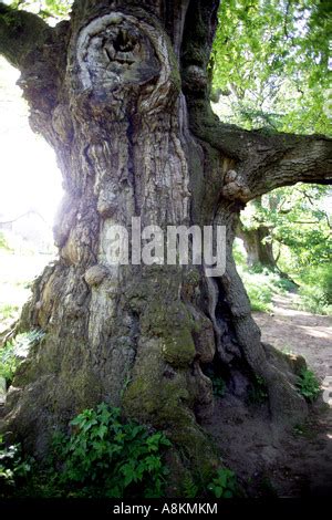 Birnam Wood of MacBeth fame. Birnam,Dunkeld, in Perthshire,Scotland,UK ...