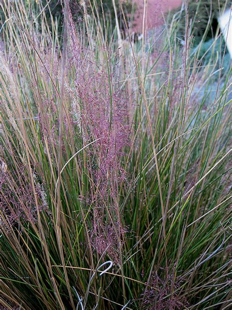 Pink Muhly Grass Muhlenbergia Capillaris Pink Muhly In Reno Sparks