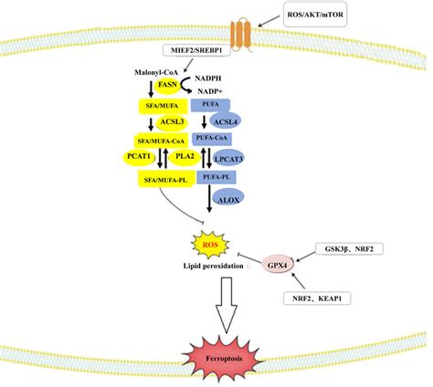 Roles And Functions Of Lipid Peroxidation Ferroptosis And