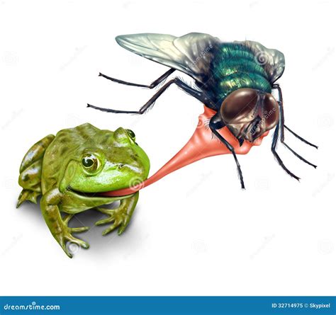 Frog Catching Fly Vector Illustration Cartoondealer