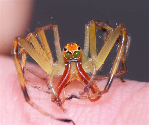 Magnolia Green Jumping Spider From Home On April At Am