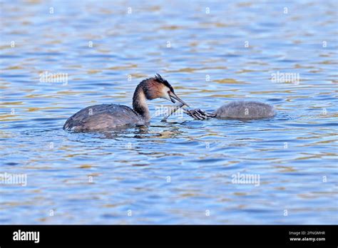 Great Crested Grebe Podiceps Cristatus Stock Photo Alamy