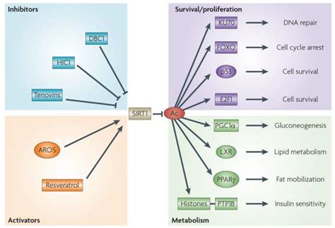 How Does Sirt1 Affect Metabolism Senescence And Cancer Abstract