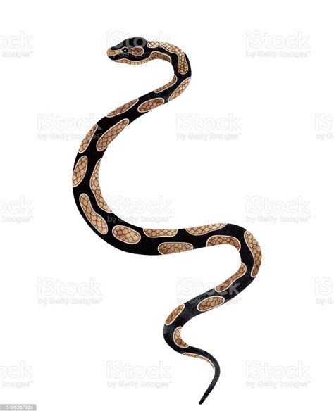 Watercolor Python Snake Illustration Isolated On White Background