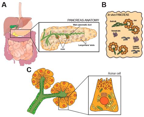 Histology Of Pancreatic Cells