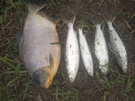 Pol Cia Ambiental Flagra Pesca Irregular No Rio Paranapanema E Tr S