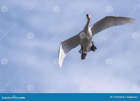 White Swan Flying stock photo. Image of nature, wild - 110235676