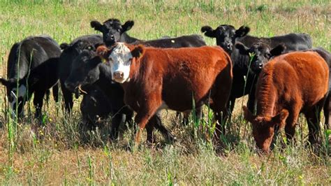 Claves Para Realizar Una Buena Siembra De Pasturas Agroempresario