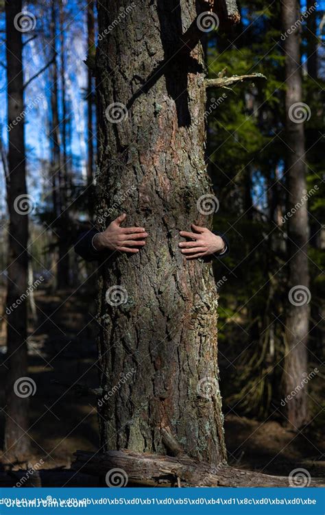 Hands Hug The Trunk Of A Large Tree In The Forest Protecting It