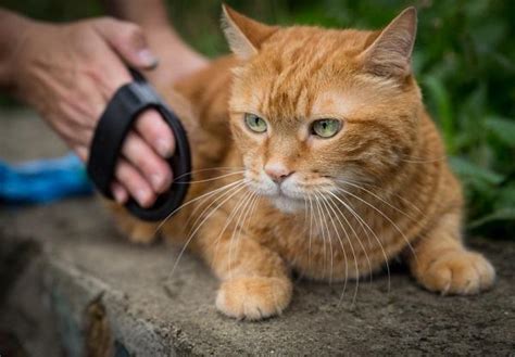 C Mo Ganarse La Confianza De Un Gato Pasos