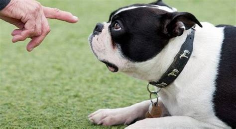 Educar Perros El Mundo Canino