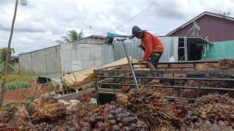 Satu PKS Di Bengkulu Tengah Naikan Harga TBS Sawit Sebesar Rp 30 Per