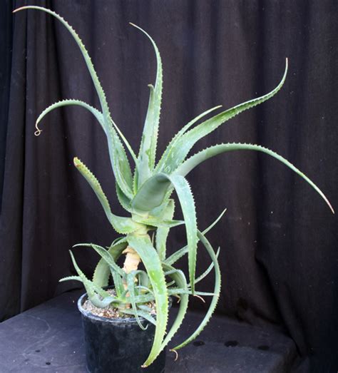 Aloe Omoana 3 Gallon Pots Arid Lands Greenhouses