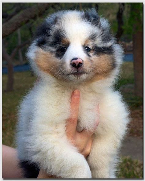 Blue Merle Sheltie Puppies For Sale In Wv