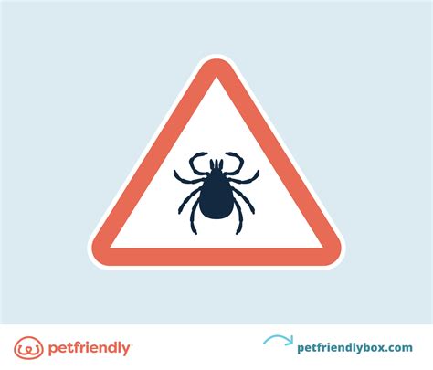 How to Treat a Tick Bite on a Dog and Avoid Disease - PetFriendly Box