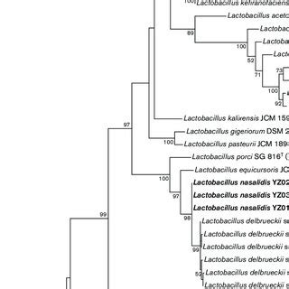 Maximum Likelihood Phylogenetic Tree Based On 16S RRNA Gene Sequences