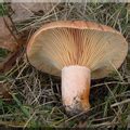 Mleczaj Rydz Lactarius Deliciosus Atlas Nagrzyby Pl