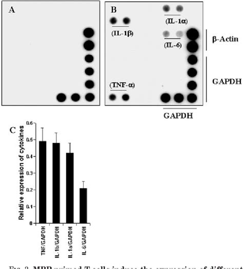 Figure From Role Of Very Late Antigen Vla In Myelin Basic