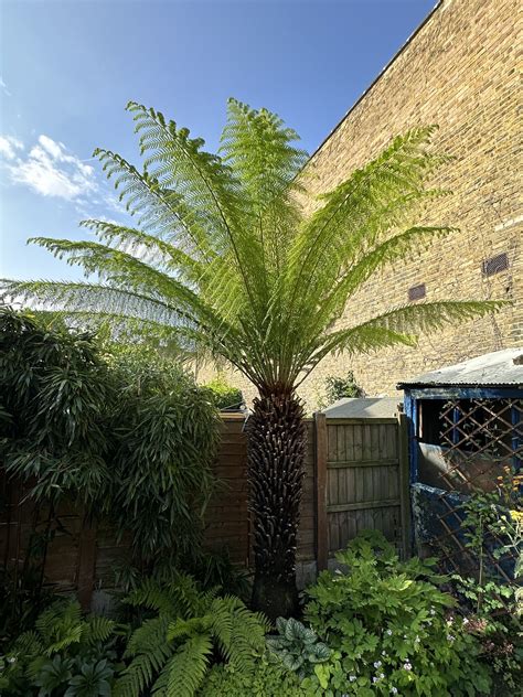 Growing And Caring For Tree Ferns A Complete Guide — Meadowlark Journal