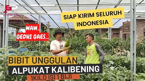 Potensi Desa Alpukat Kalibening Diminati Pasar Mancanegara Youtube