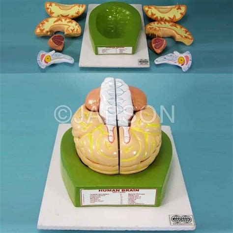 Human Brain Model, 8 Parts - Head and Facial Models - Biology Lab ...