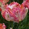 Tulipa Apricot Parrot Buy Plants At Coolplants