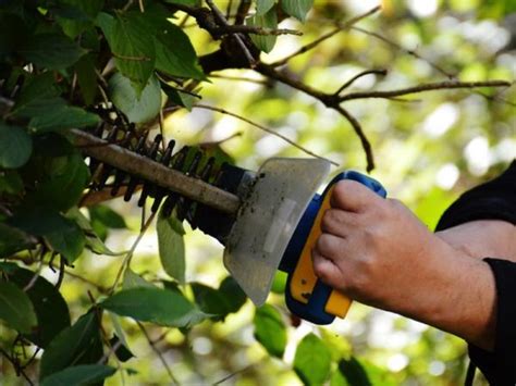 Cómo y cuándo podar árboles frutales guía fácil