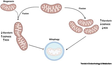 Opa1 Regulation Of Mitochondrial Dynamics In Skeletal And Cardiac