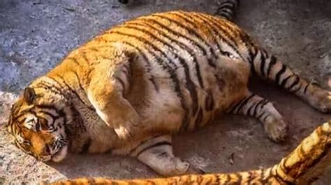 The Vet Asked Him To Feel The Pregnants Tiger Stomach And What He