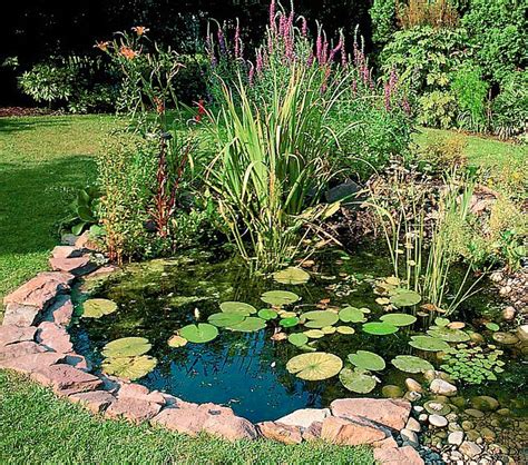 Mini Pond Plants Mini Pond Starter Pack Merebrook Pond Plants