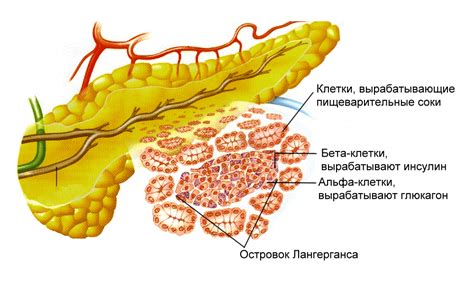 Строение поджелудочной железы: экскурс в анатомию, изучение под ...