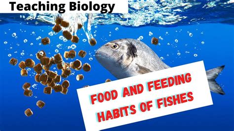 Food And Feeding Habits Of Fisheszoologyfisheries Youtube