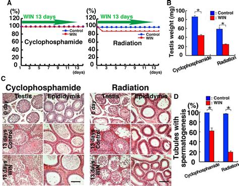 Restoration Of Fertility In Nonablated Recipient Mice After