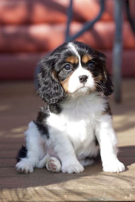 Puppy Cavalier King Charles Spaniel Short Hair Hair Style Magazine