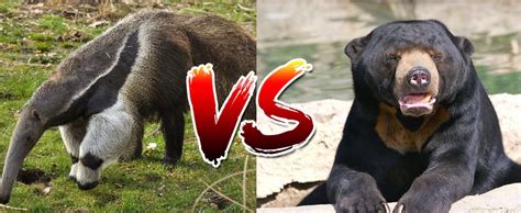 Giant Anteater Vs Sun Bear By Squlliam06 On Deviantart