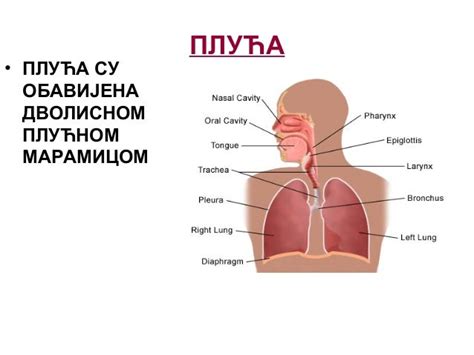 Razmjena gasova