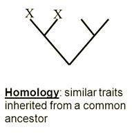 Systematics And Phylogenetics Flashcards Quizlet