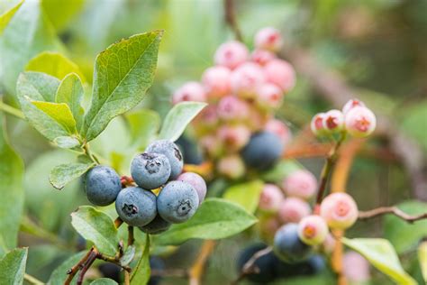 Buy Rebel Blueberry Southern Highbush Blueberries For Sale Perfect Plants