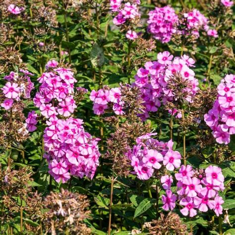 Hoher Stauden Phlox Eva Cullum Expertenwissen F R Den Garten