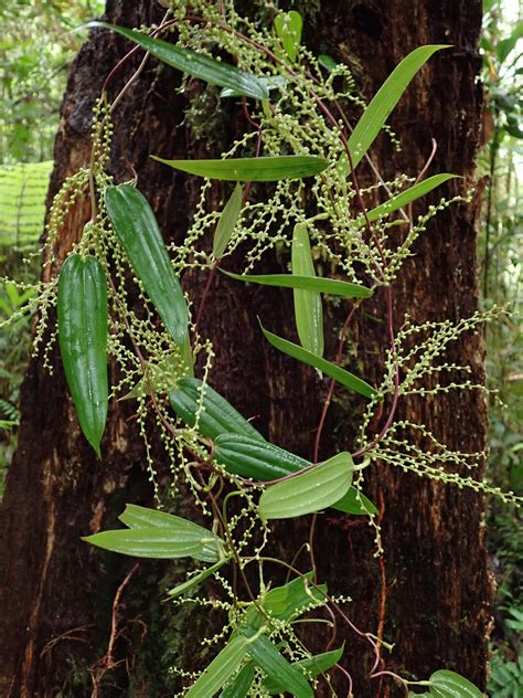 Dioscorea Dioscoreaceae