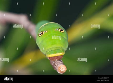 Western Tiger Swallowtail Caterpillar or larva Stock Photo - Alamy