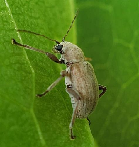 Almost Pink Weevil Neofidia Bugguidenet