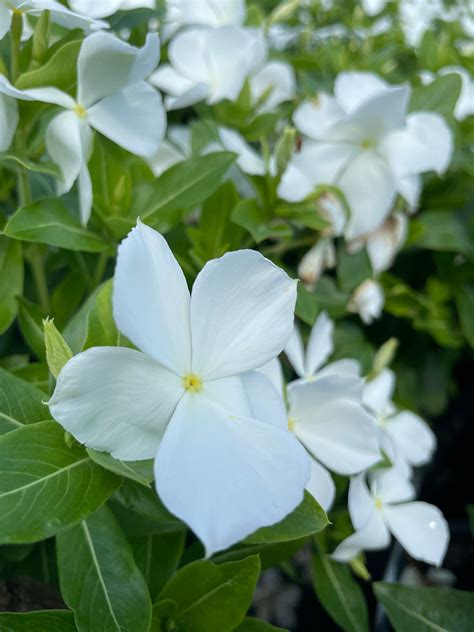 Vinca Cora® Xdr White Johnson Nursery Corporation