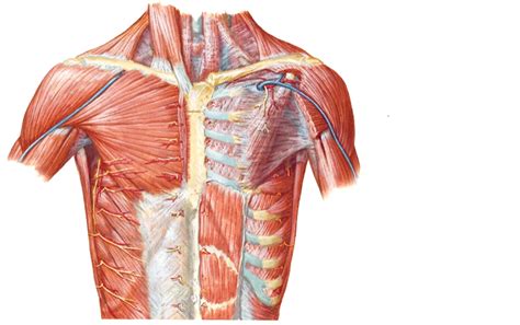 Thoracic Diagram Quizlet