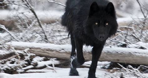 Black Wolf Wallpaper 64 Images