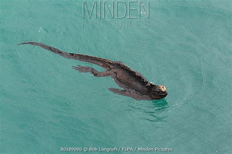 Marine Iguana stock photo - Minden Pictures