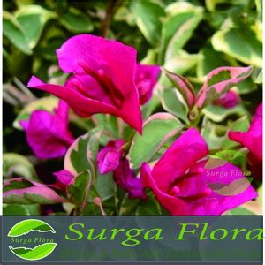 Jual Tanaman Bougenville Singapore Variegata Varian Pink Fanta Ungu