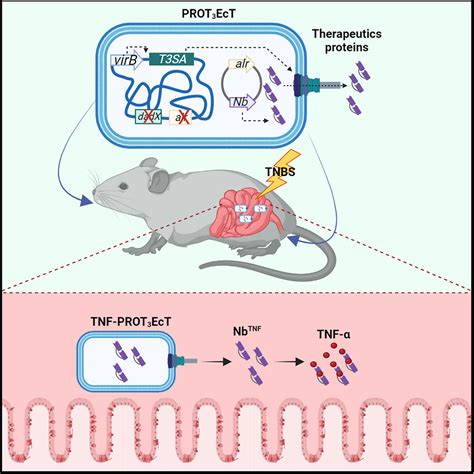 E Coli Based Smart Microbe Is A Game Changer In Treating IBD And