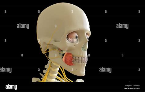 Buccinator Muscle anatomy for medical concept 3D illustration Stock Photo - Alamy