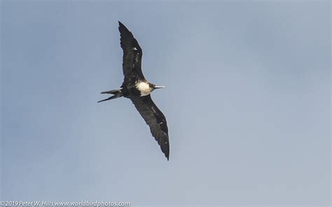 Frigatebird Magnificent Fregata Magnificens Female In Flight Easter